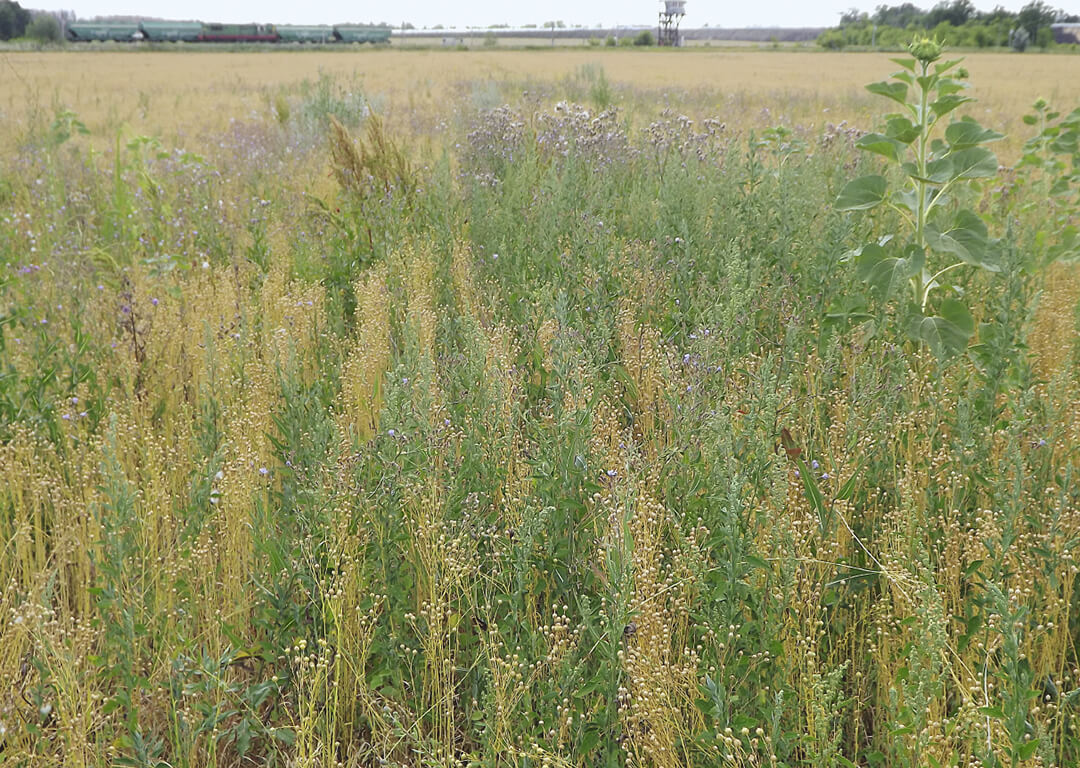 Лен масличный нуждается в защите 