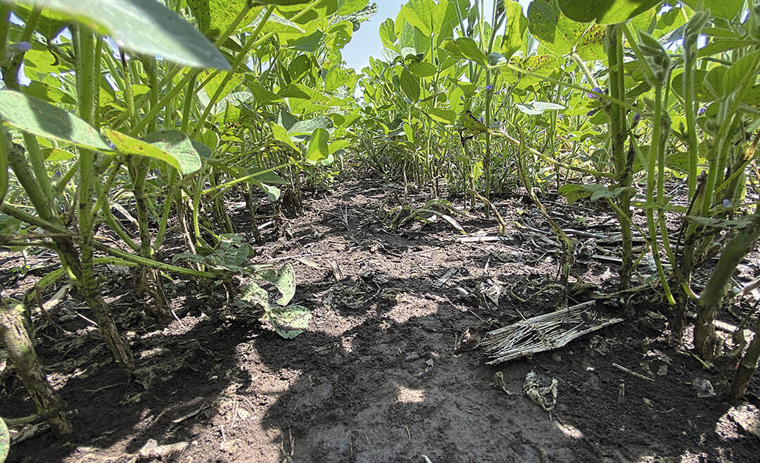 Вариант через 30 суток после обработки 