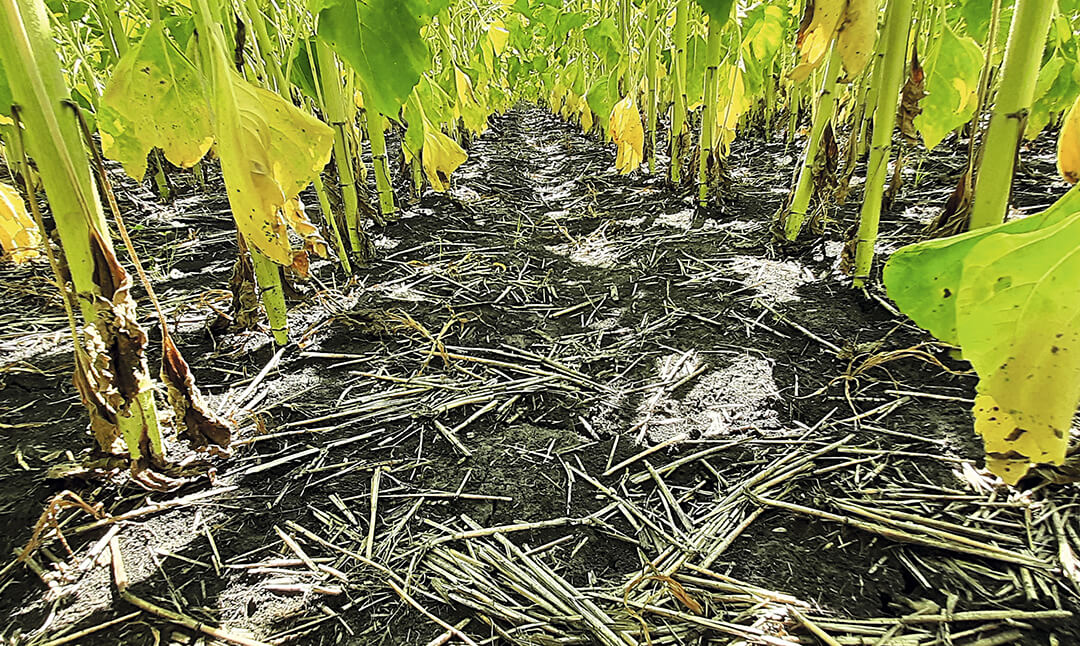 Вариант через 45 суток после обработки 