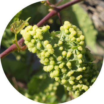 Жүзүм филлоксера