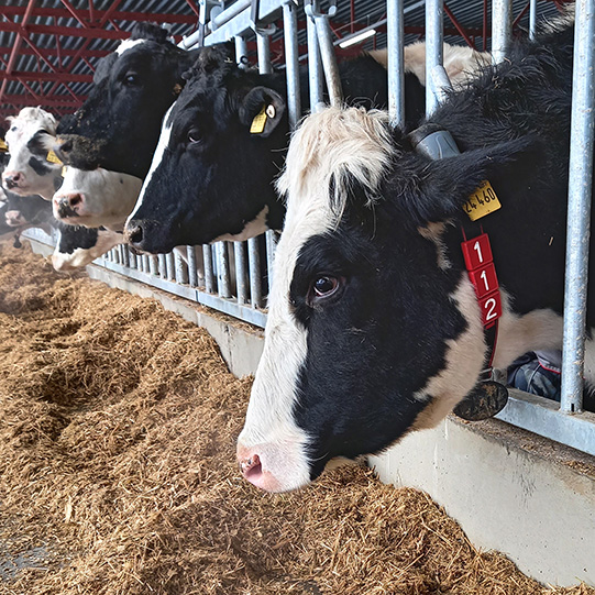 «Август-Лениногорск»