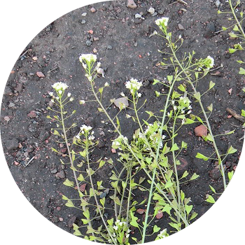 Койчунун кадимки сумкасы