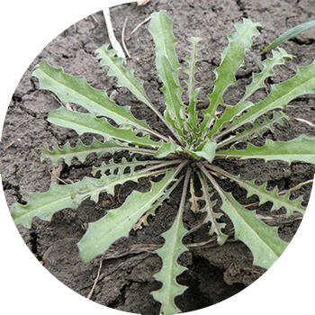 Саргаруу лакфеол