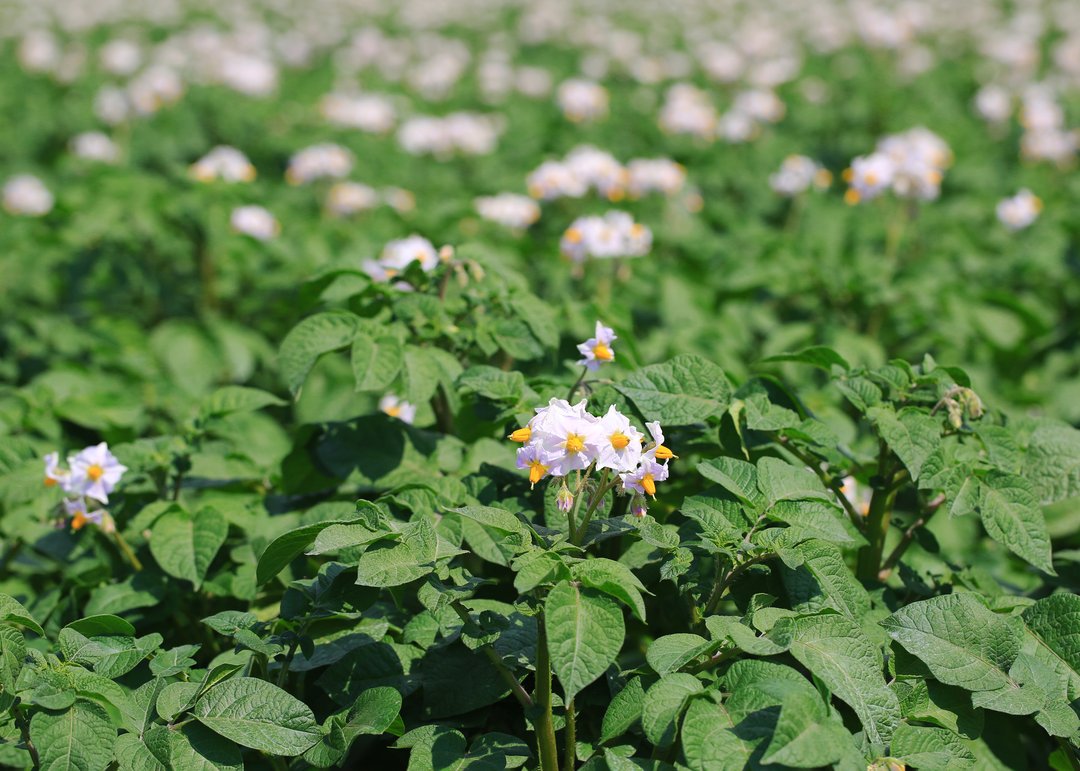 Гербицид каттоосун кеңейтүү