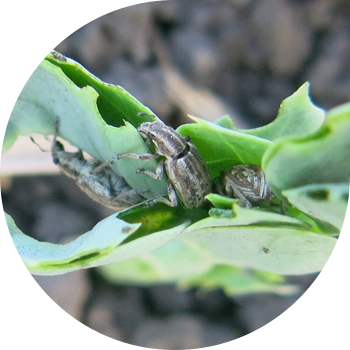 Түйнөк чөптөр