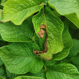 Картошканын альтернариозу (эрте кургак тактар) 