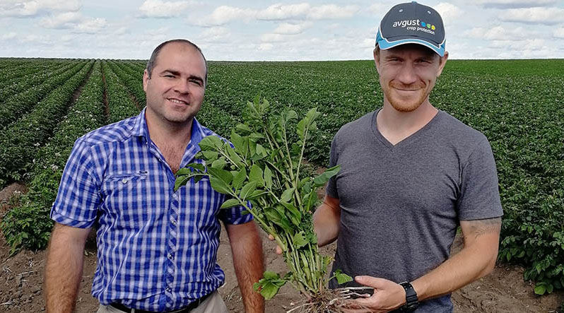 2022-жылга чейин Россияда картошканы коргоо каражаттарынын толук ата мекендик комплекси болот