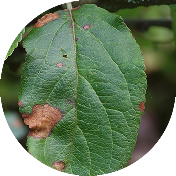 Алманын альтернариозу