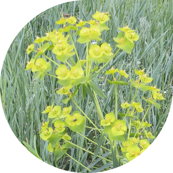 Жүзүм сүттүү (вальдштейн)