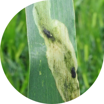 Арпа казуучу