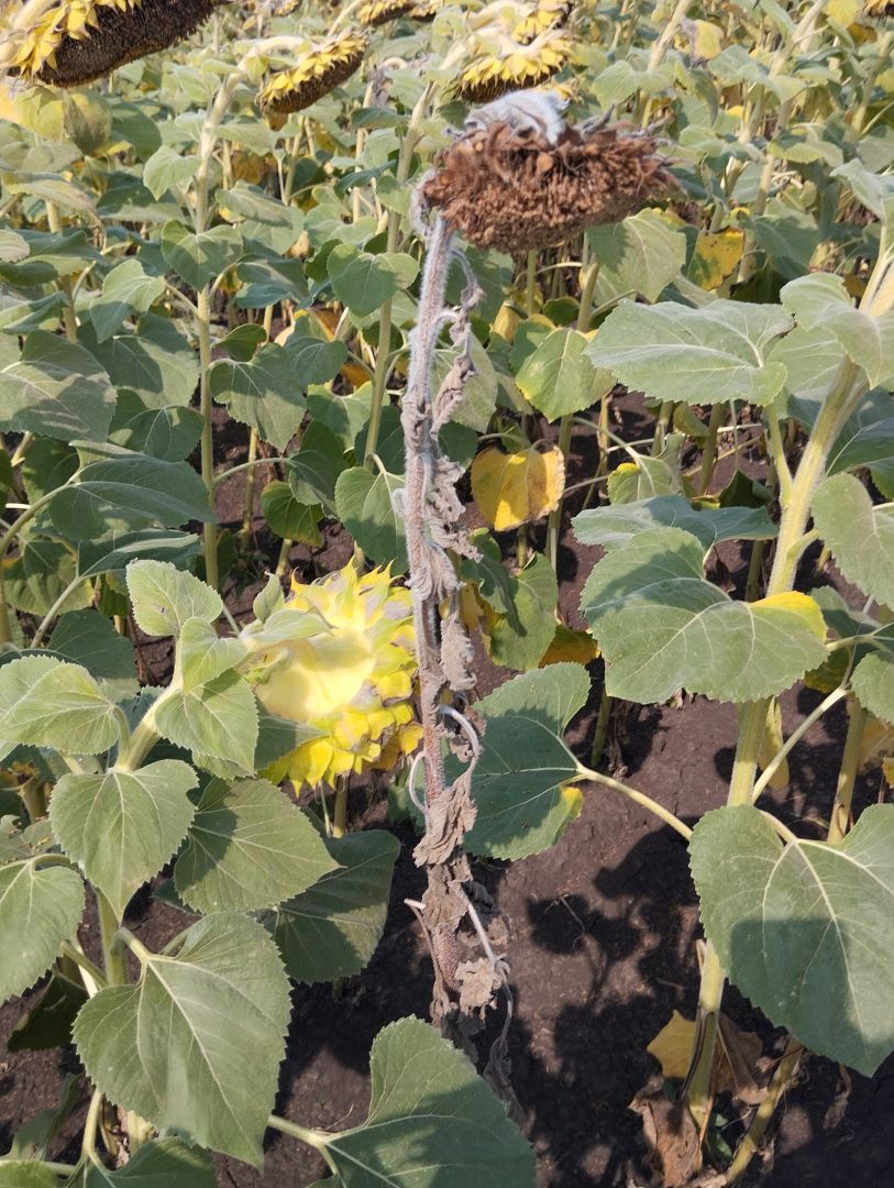 Күн караманын вертикиллий вилти