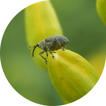 Уруктуу рапс скримоботник