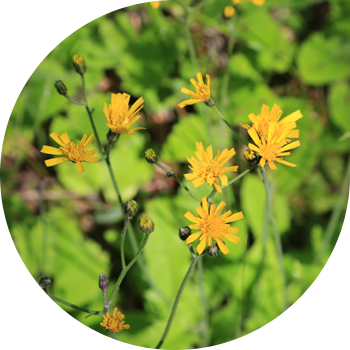 Кадимки сөөл