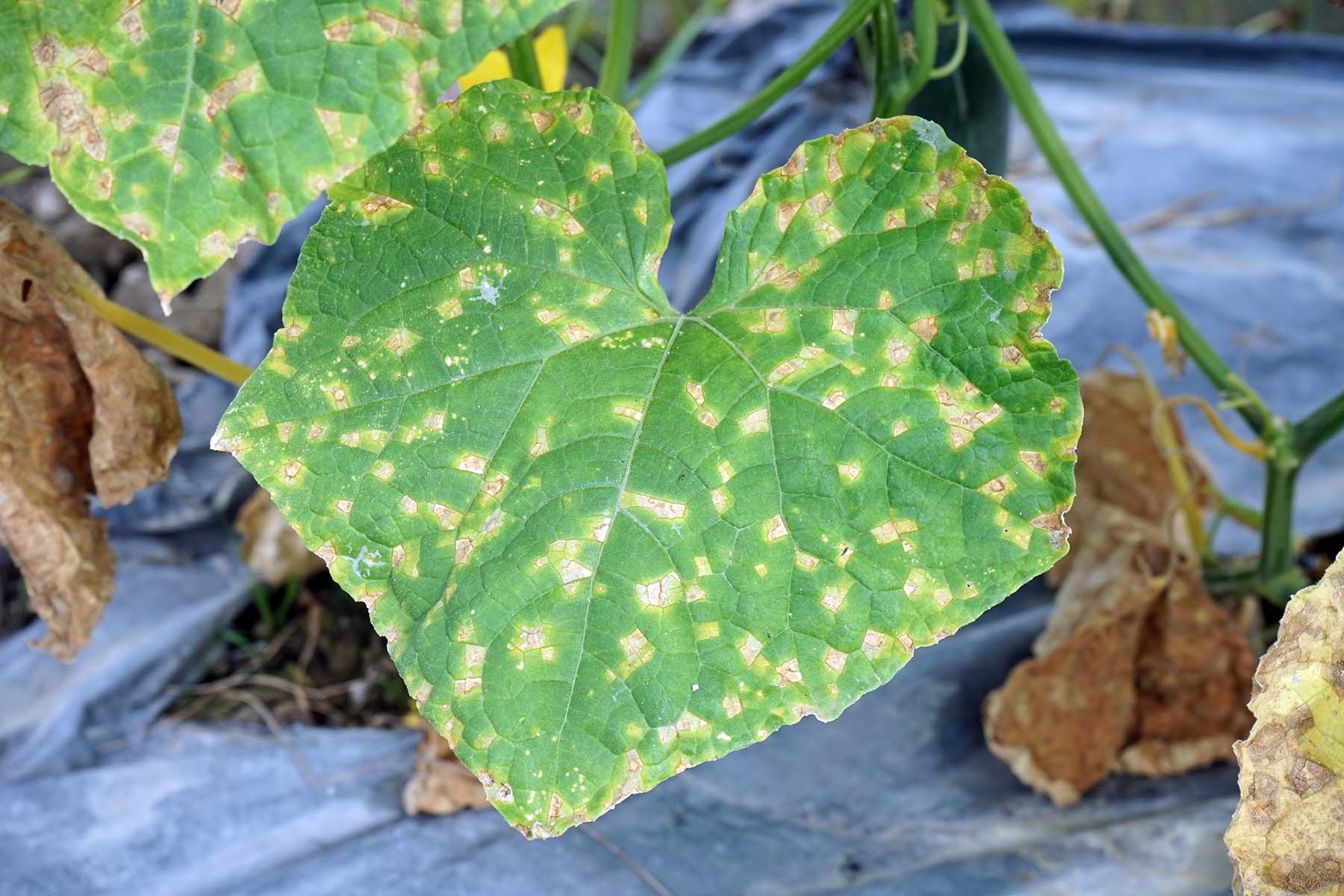 Бадыраң антракнозу