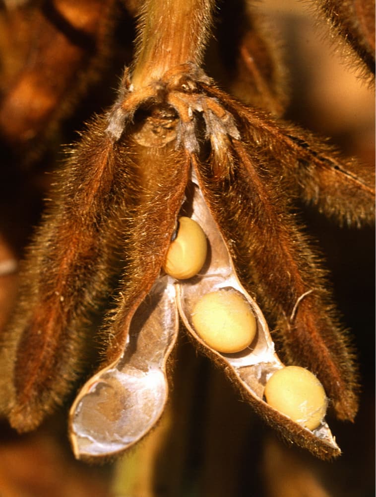 Тимирязевка студенттери үчүн "Август" семинары