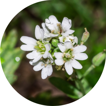 Икотник бозомук