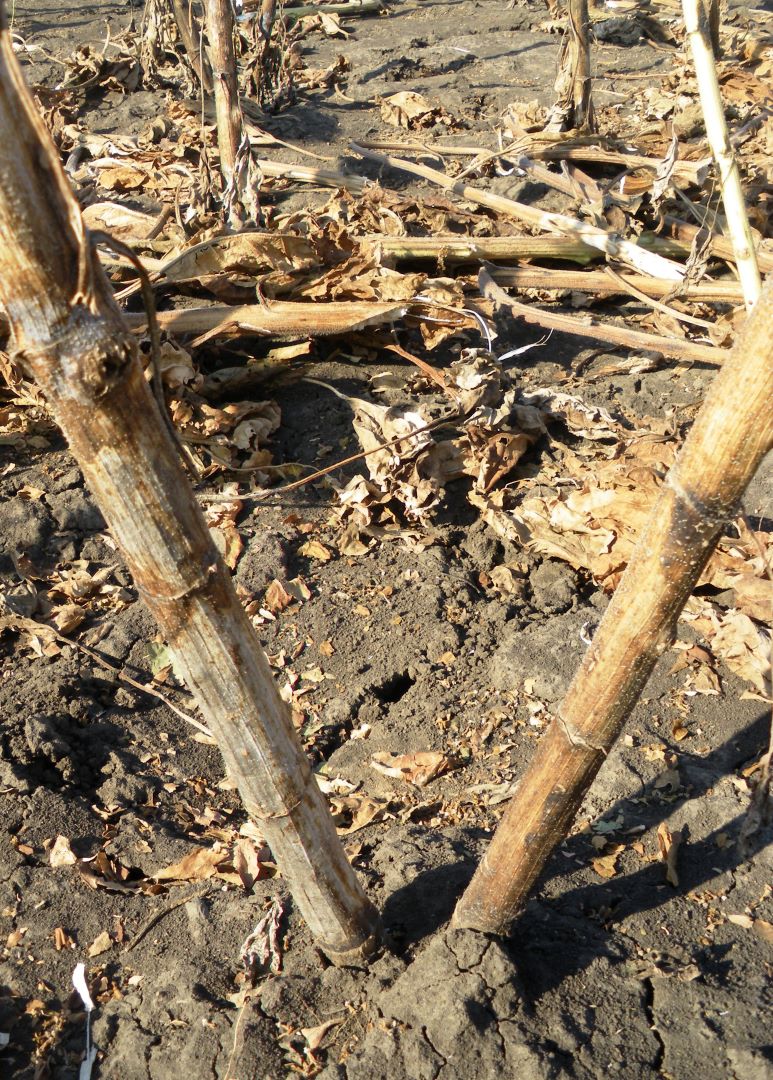 Күн караманын көмүр (күл) чириги