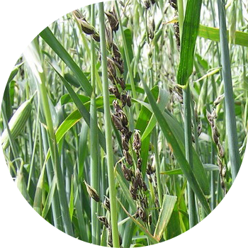 Сулунун чаң башы