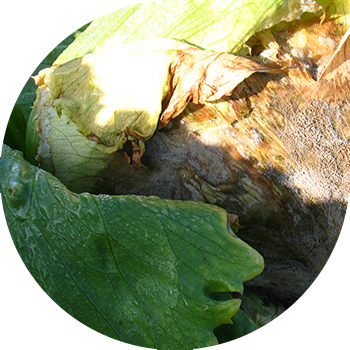 Крест өсүмдүктөрүнүн боз чириги