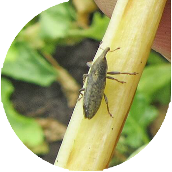 Кызылча чөптөрү-сабагы