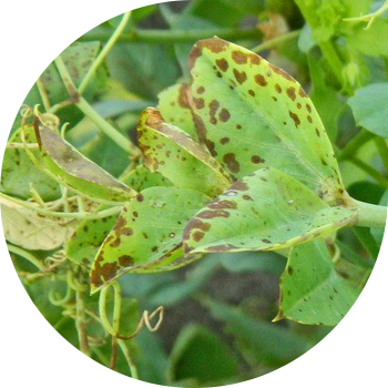 Буурчактын аскохитозу