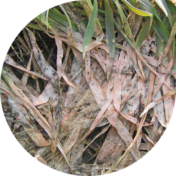 Күздік фузариозды қар зеңі