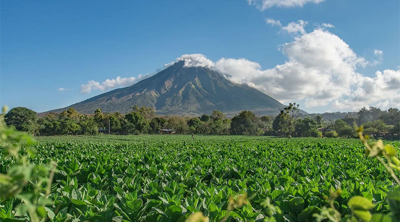 "Август" компаниясы 2020-жылы Никарагуанын базарына чыкты