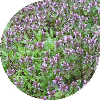 Ясночка (сабагытолук, кызгылт көк)