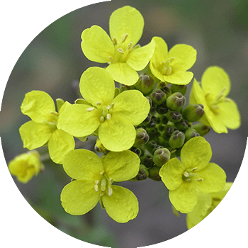 Талаа капустасы