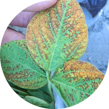 Соянын бурчтук тактары (өрттүн күйүшү)