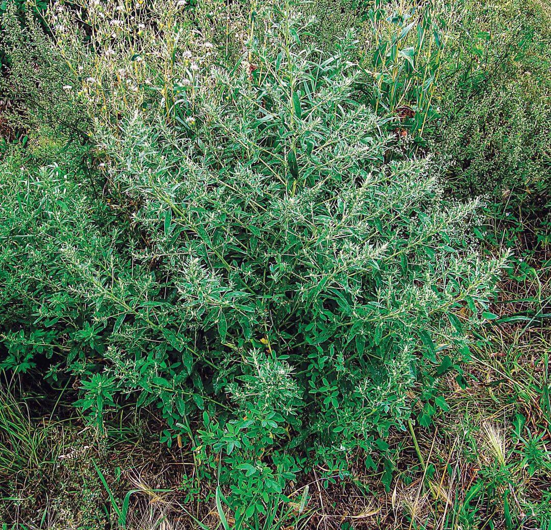 Аксирис щирицкий