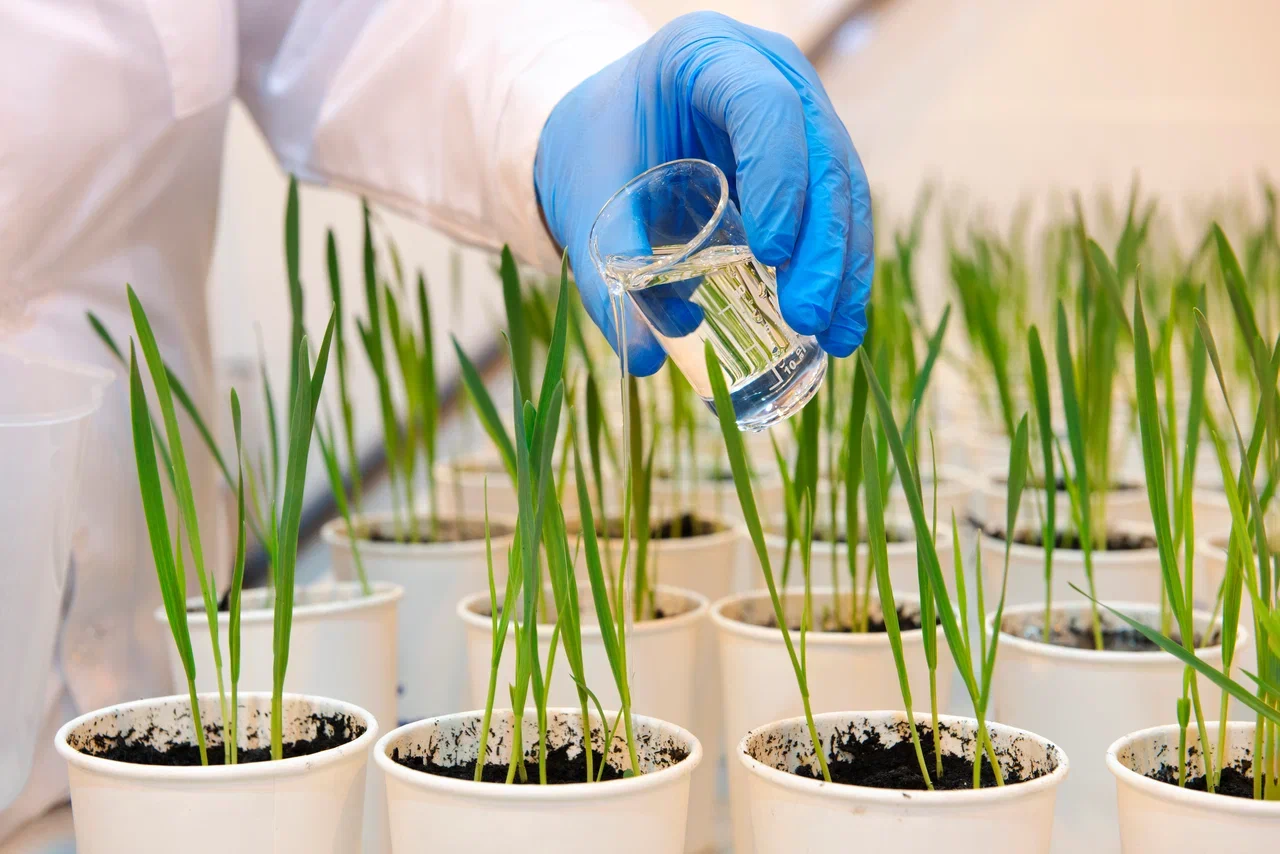 Орусиянын эң ири жасалма климаттык комплекси Черноголовкадагы "Августа" илимий борборунда түзүлүүдө