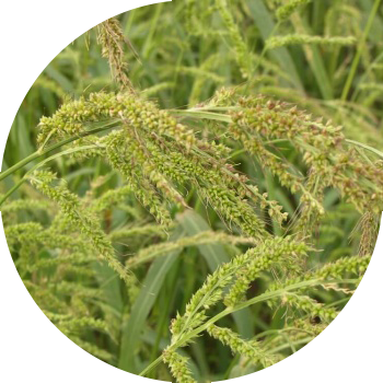 Тоок таруу (кадимки кирпи)