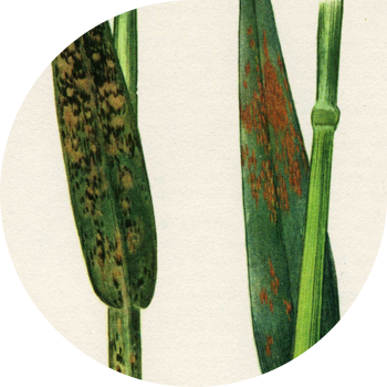 Сулунун таажы дат