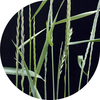 Буудайдын чөбү