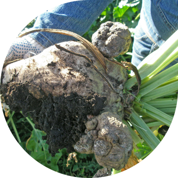 Кызылча рагы