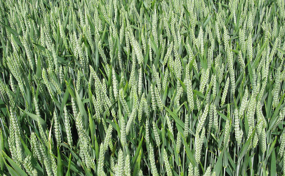 "Август-Кама Оозу"