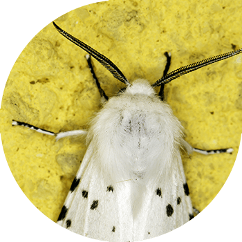 Америкалык ак көпөлөк