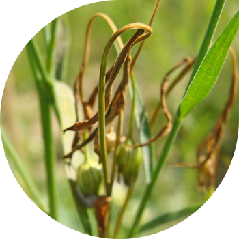 Полиспороз, же зыгыр сабактарынын кызарышы (морттук)