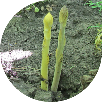 Жугуштуу оору кум, күн карама