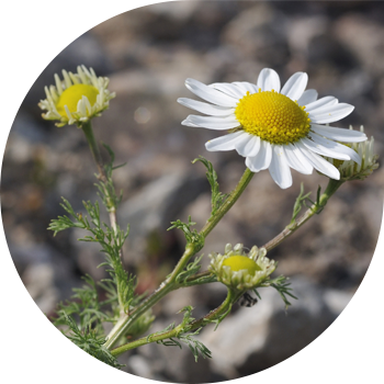 Какпаган Ромашка (тешиктүү, үч кырдуу)