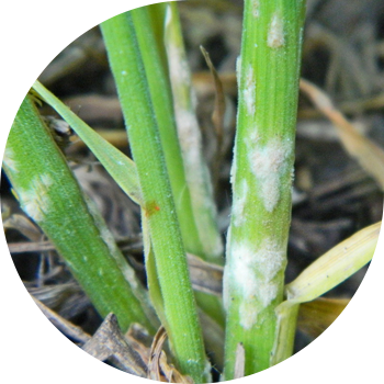 Дәнді ұнтақты көгеру