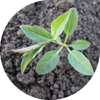 Талаа орому (кайың)