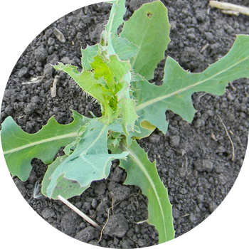 Салат жапайы, компас