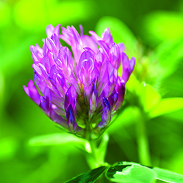 Жайылымдар мен жемдік шөптер