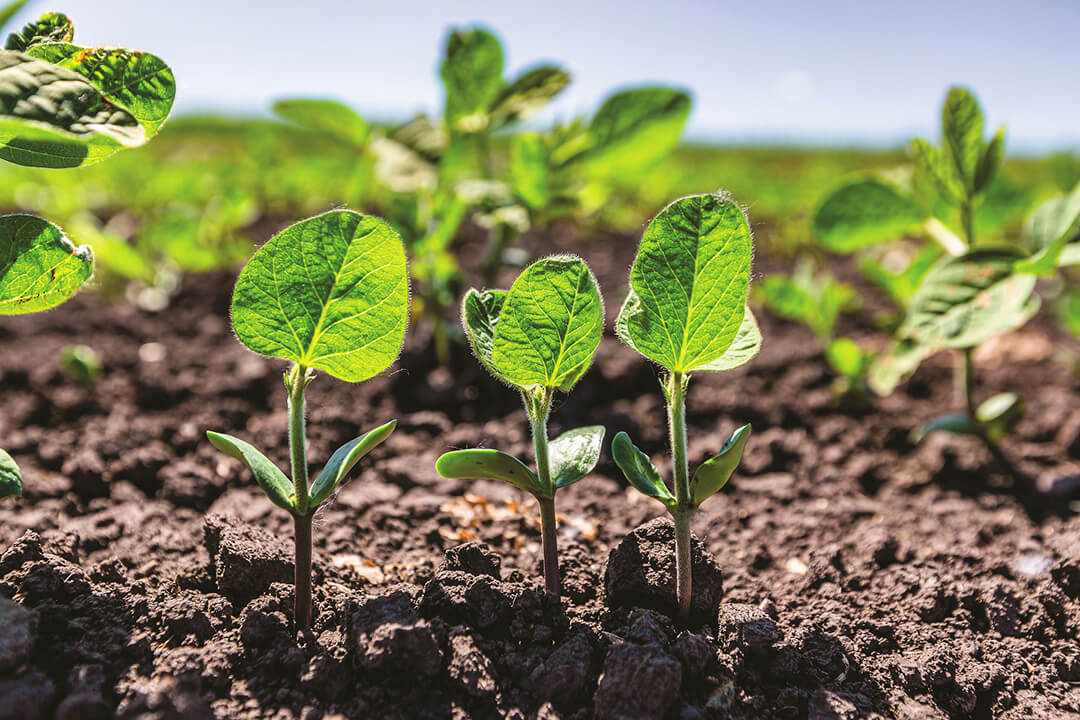 Нексус соясына жаңы гербицид