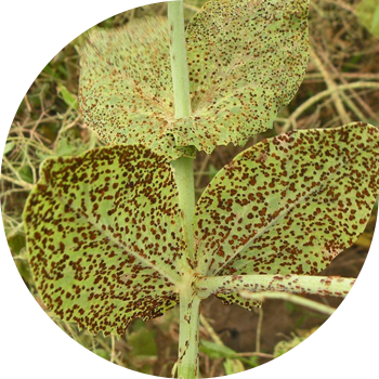 Буурчак дат