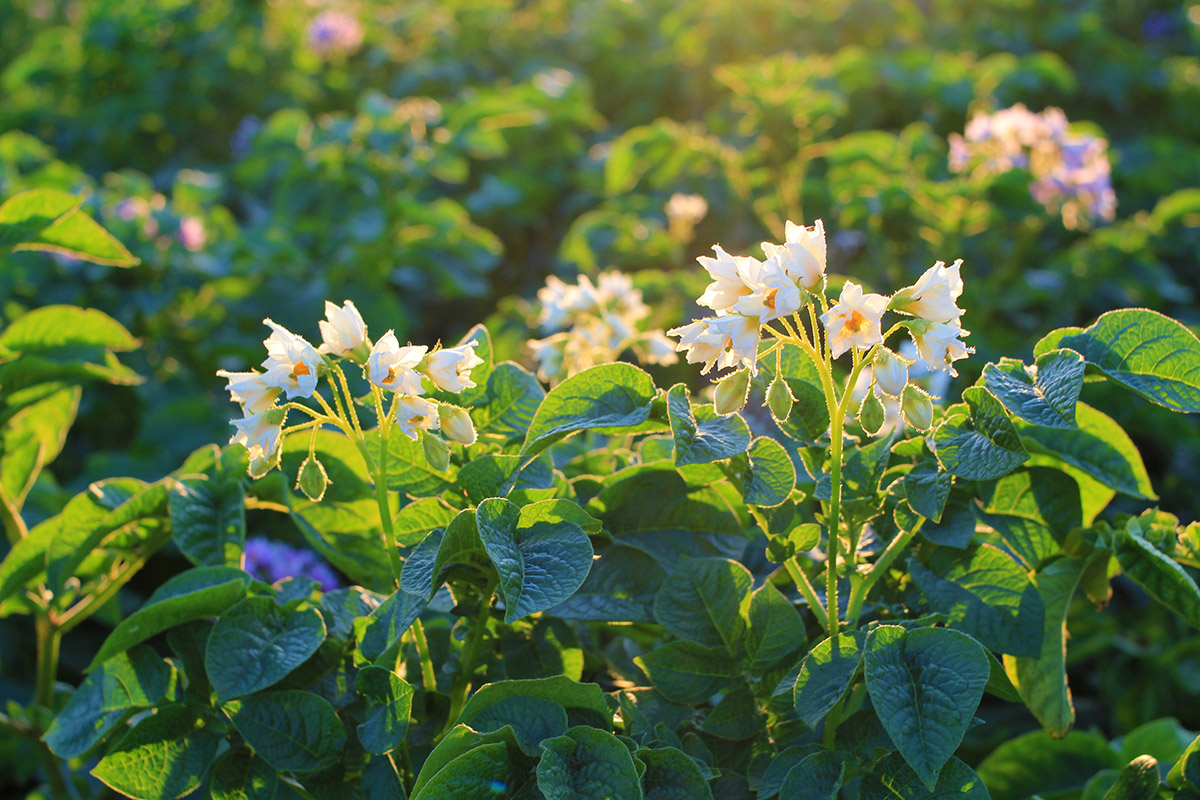 Кеч күзгө каршы жаңы "Августа" дарысы