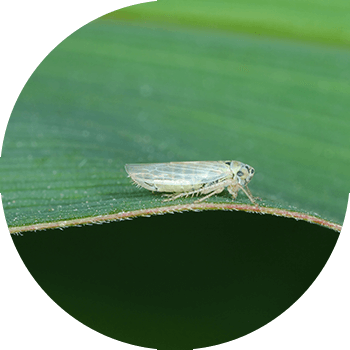 Алты чекиттүү жалбырак