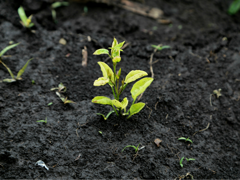 Эгида негизиндеги танк аралашмалары